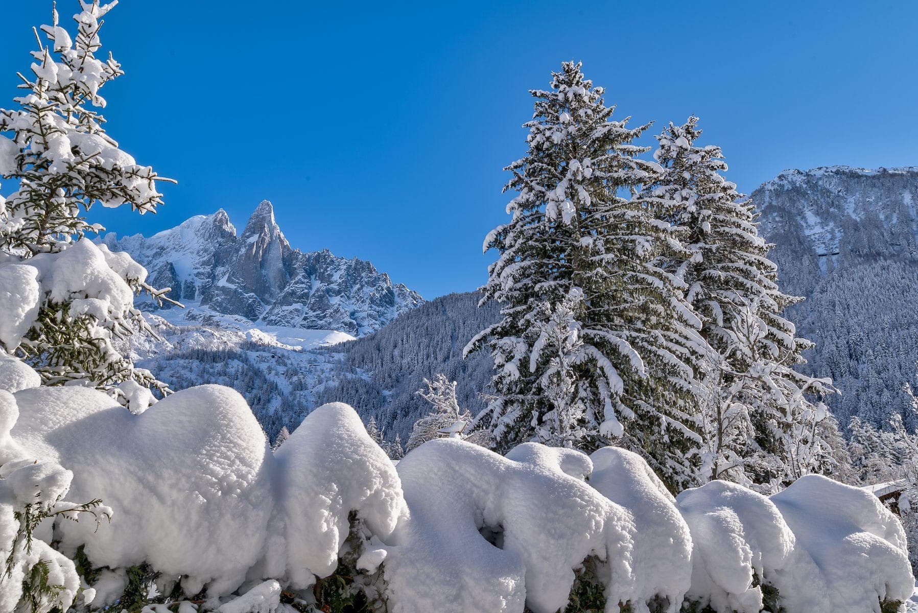Mountain views featuring snow-covered pine trees and alpine peaks